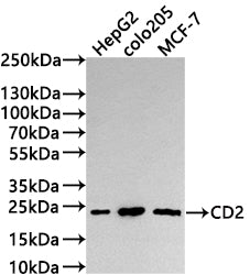 Western Blot
Positive WB detected in: HepG2 whole cell lysate(30µg) , COLO205 whole cell lysate(30µg) , MCF-7 whole cell lysate(30µg) 
All lanes: CD2 antibody at 1:1000
Secondary
Goat polyclonal to rabbit IgG at 1/50000 dilution
Predicted band size: 39 kDa
Observed band size: 24 kDa
Exposure time: 3min