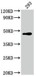 Western Blot
Positive WB detected in: 293 whole cell lysate
All lanes: JUN antibody at 1:2000
Secondary
Goat polyclonal to rabbit IgG at 1/50000 dilution
Predicted band size: 36 kDa
Observed band size: 43 kDa