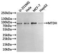 Western Blot
Positive WB detected in: U-251MG whole cell lysate(30µg), PC-3 whole cell lysate(30µg), MCF-7 whole cell lysate(30µg), HepG2 whole cell lysate(30µg)
All lanes: MTDH antibody at 1:1000
Secondary
Goat polyclonal to rabbit IgG at 1/40000 dilution
Predicted band size: 64 kDa
Observed band size: 75 kDa
Exposure time：3min