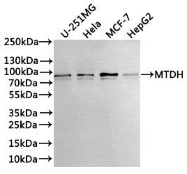 Western Blot
Positive WB detected in: U-251MG whole cell lysate(30µg), PC-3 whole cell lysate(30µg), MCF-7 whole cell lysate(30µg), HepG2 whole cell lysate(30µg)
All lanes: MTDH antibody at 1:1000
Secondary
Goat polyclonal to rabbit IgG at 1/40000 dilution
Predicted band size: 64 kDa
Observed band size: 75 kDa
Exposure time：3min