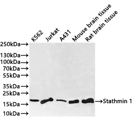Western Blot
Positive WB detected in: K562 whole cell lysate(30µg) , Jurkat whole cell lysate(30µg) , A431 whole cell lysate(30µg) , Mouse brain tissue lysate(20µg) , Rat brain tissue lysate(20µg) 
All lanes: Stathmin1 antibody at 1:1000
Secondary
Goat polyclonal to rabbit IgG at 1/40000 dilution
Predicted band size: 17 kDa
Observed band size: 17 kDa
Exposure time：1min