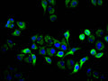 Immunofluorescence staining of Hela cell with CSB-RA914278A0HU at 1:50, counter-stained with DAPI. The cells were fixed in 4% formaldehyde, permeabilized using 0.2% Triton X-100 and blocked in 10% normal Goat Serum. The cells were then incubated with the antibody overnight at 4°C. The secondary antibody was Alexa Fluor 488-congugated AffiniPure Goat Anti-Rabbit IgG(H+L) .