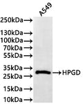 Western Blot
Positive WB detected in: A549 whole cell lysate(30µg) 
All lanes: HPGD antibody at 1:1000
Secondary
Goat polyclonal to rabbit IgG at 1/40000 dilution
Predicted band size: 29 kDa
Observed band size: 29 kDa
Exposure time：1min