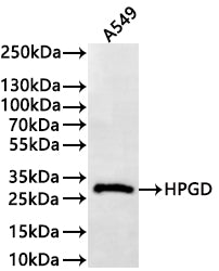 Western Blot
Positive WB detected in: A549 whole cell lysate(30µg) 
All lanes: HPGD antibody at 1:1000
Secondary
Goat polyclonal to rabbit IgG at 1/40000 dilution
Predicted band size: 29 kDa
Observed band size: 29 kDa
Exposure time：1min