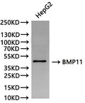 Western Blot, 
Positive WB detected in:HepG2 whole cell lysate(30µg)
All lanes: BMP11 antibody at 1:1000
Secondary
Goat polyclonal to rabbit IgG at 1/40000 dilution
Predicted band size: 45 kDa
Observed band size: 45 kDa
Exposure time：120s