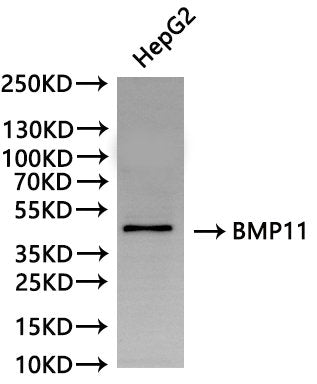 Western Blot, 
Positive WB detected in:HepG2 whole cell lysate(30µg)
All lanes: BMP11 antibody at 1:1000
Secondary
Goat polyclonal to rabbit IgG at 1/40000 dilution
Predicted band size: 45 kDa
Observed band size: 45 kDa
Exposure time：120s