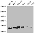 Western Blot
Positive WB detected in: U251 whole cell lysate, MCF-7 whole cell lysate, HEK293 whole cell lysate, Hela whole cell lysate, Jurkat whole cell lysate, PC3 whole cell lysate
All lanes: PIN4 antibody at 1:1000
Secondary
Goat polyclonal to rabbit IgG at 1/50000 dilution
Predicted band size: 14, 17, 15 kDa
Observed band size: 12-17 kDa
