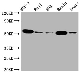AKT1 Antibody – Figure 1 of 3