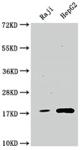 Western Blot
Positive WB detected in: Raji whole cell lysate, HepG2 whole cell lysate
All lanes: Cyclophilin A antibody at 1:1500
Secondary
Goat polyclonal to rabbit IgG at 1/50000 dilution
Predicted band size: 19, 12 kDa
Observed band size: 19 kDa