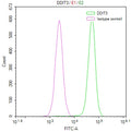 Overlay Peak curve showing Hela cells stained with CSB-RA918842A0HU (red line) at 1:50. The cells were fixed in 4% formaldehyde and permeated by 0.2% TritonX-100. Then 10% normal goat serum to block non-specific protein-protein interactions followed by the antibody (1µg/1*10 6 cells) for 45min at 4℃. The secondary antibody used was FITC-conjugated Goat Anti-rabbit IgG(H+L) at 1:200 dilution for 35min at 4℃.Control antibody (green line) was rabbit IgG (1µg/1*10 6 cells) used under the same conditions.