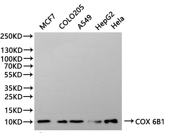 Western Blot
Positive WB detected in: MCF7 whole cell lysate(30µg), COLO205 whole cell lysate(30µg), A549 whole cell lysate(30µg), HepG2 whole cell lysate(30µg), Hela whole cell lysate(30µg)
All lanes:COX 6B1 antibody at 1:1000
Secondary
Goat polyclonal to rabbit IgG at 1/40000 dilution
Predicted band size: 10 kDa
Observed band size:10 kDa
Exposure time：180min