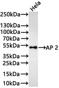 Western Blot
Positive WB detected in: HeLa whole cell lysate(30µg) 
All lanes: AP 2 antibody at 1:1000
Secondary
Goat polyclonal to rabbit IgG at 1/50000 dilution
Predicted band size: 48 kDa
Observed band size: 48 kDa
Exposure time: 3min