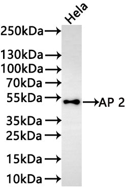 Western Blot
Positive WB detected in: HeLa whole cell lysate(30µg) 
All lanes: AP 2 antibody at 1:1000
Secondary
Goat polyclonal to rabbit IgG at 1/50000 dilution
Predicted band size: 48 kDa
Observed band size: 48 kDa
Exposure time: 3min