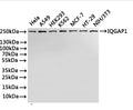 Western Blot
Positive WB detected in: Hela whole cell lysate(30µg), A549 whole cell lysate(30µg), HEK293 whole cell lysate(30µg), K562 whole cell lysate(30µg), MCF-7 whole cell lysate(30µg), HT-29 whole cell lysate(30µg), NIH/3T3 whole cell lysate(30µg)
All lanes: IQGAP1 antibody at 1:1000
Secondary
Goat polyclonal to rabbit IgG at 1/40000 dilution
Predicted band size: 189 kDa
Observed band size: 250 kDa
Exposure time：40s