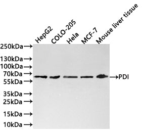 Western Blot
Positive WB detected in: HepG2 whole cell lysate(30µg) , COLO-205 whole cell lysate(30µg) , Hela whole cell lysate(30µg) , MCF-7 whole cell lysate(30µg) , Mouse liver tissue lysate(30µg) 
All lanes: PDI antibody at 1:1000
Secondary
Goat polyclonal to rabbit IgG at 1/40000 dilution
Predicted band size: 57 kDa
Observed band size: 60 kDa
Exposure time：3min