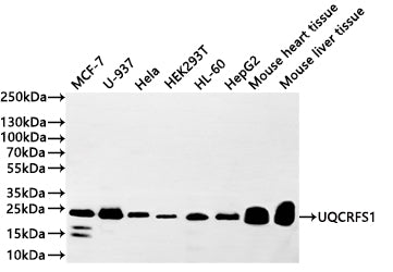 Western Blot
Positive WB detected in: MCF-7 whole cell lysate(20µg) , U937 whole cell lysate(20µg) ,Hela whole cell lysate(20µg) ,HEK293T whole cell lysate(20µg) ,HL-60 whole cell lysate(20µg) ,HepG2 whole cell lysate(20µg) , Mouse heart tissue lysate(20µg) , Mouse liver tissue lysate(20µg) 
All lanes: UQCRFS1 antibody at 1:1000
Secondary
Goat polyclonal to rabbit IgG at 1/40000 dilution
Predicted band size: 23/30 kDa
Observed band size: 23 kDa
Exposure time：2min
