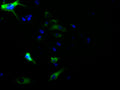 Immunofluorescence staining of HepG2 cell with CSB-RA928689A0HU at 1:50, counter-stained with DAPI. The cells were fixed in 4% formaldehyde, permeabilized using 0.2% Triton X-100 and blocked in 10% normal Goat Serum. The cells were then incubated with the antibody overnight at 4°C. The secondary antibody was Alexa Fluor 488-congugated AffiniPure Goat Anti-Rabbit IgG(H+L) .