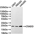 Western Blot
Positive WB detected in: U937 whole cell lysate(30µg) , HEK293 whole cell lysate, COLO205 whole cell lysate(30µg) 
All lanes: CRADD antibody at 1:1000
Secondary
Goat polyclonal to rabbit IgG at 1/50000 dilution
Predicted band size: 23 kDa
Observed band size: 23 kDa
Exposure time: 3min