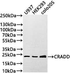 Western Blot
Positive WB detected in: U937 whole cell lysate(30µg) , HEK293 whole cell lysate, COLO205 whole cell lysate(30µg) 
All lanes: CRADD antibody at 1:1000
Secondary
Goat polyclonal to rabbit IgG at 1/50000 dilution
Predicted band size: 23 kDa
Observed band size: 23 kDa
Exposure time: 3min