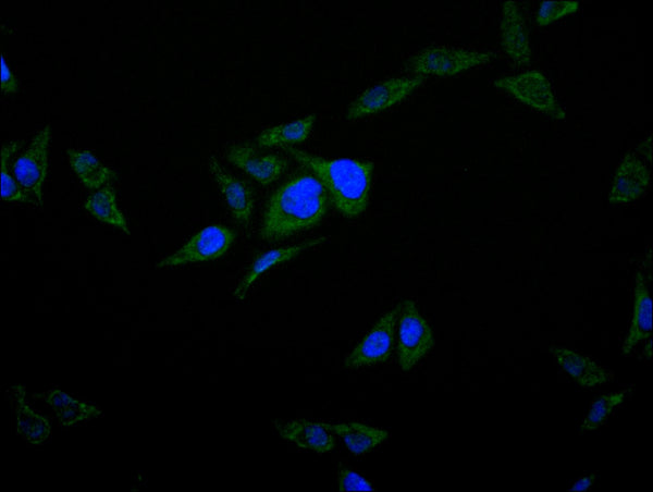 Immunofluorescence staining of Hela cell with CSB-RA931025A0HU at 1:50, counter-stained with DAPI. The cells were fixed in 4% formaldehyde, permeabilized using 0.2% Triton X-100 and blocked in 10% normal Goat Serum. The cells were then incubated with the antibody overnight at 4°C. The secondary antibody was Alexa Fluor 488-congugated AffiniPure Goat Anti-Rabbit IgG(H+L) .