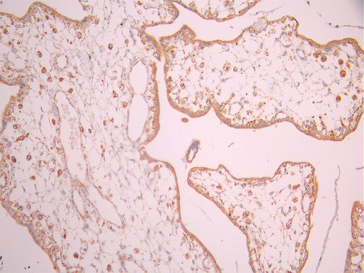 IHC image of CSB-RA931056A0HU diluted at 1:100 and staining in paraffin-embedded human placenta tissue performed on a Leica BondTM system. After dewaxing and hydration, antigen retrieval was mediated by high pressure in a citrate buffer (pH 6.0). Section was blocked with 10% normal goat serum 30min at RT. Then primary antibody (1% BSA) was incubated at 4°C overnight. The primary is detected by a Goat anti-rabbit polymer IgG labeled by HRP and visualized using 0.05% DAB.