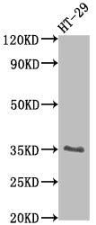 EPCAM Antibody – Figure 1 of 1