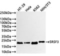 Western Blot
Positive WB detected in:  HT-29 whole cell lysate(30µg) , Hela whole cell lysate(30µg) , K562 whole cell lysate(30µg) , NIH/3T3 whole cell lysate(30µg) 
All lanes: SRSF3 antibody at 1:1000
Secondary
Goat polyclonal to rabbit IgG at 1/40000 dilution
Predicted band size: 19 kDa
Observed band size: 19 kDa
Exposure time：2min