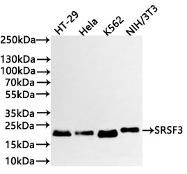 Western Blot
Positive WB detected in:  HT-29 whole cell lysate(30µg) , Hela whole cell lysate(30µg) , K562 whole cell lysate(30µg) , NIH/3T3 whole cell lysate(30µg) 
All lanes: SRSF3 antibody at 1:1000
Secondary
Goat polyclonal to rabbit IgG at 1/40000 dilution
Predicted band size: 19 kDa
Observed band size: 19 kDa
Exposure time：2min