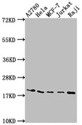 Western Blot
Positive WB detected in: A2780 whole cell lysate, Hela whole cell lysate, MCF-7 whole cell lysate, Jurkat whole cell lysate, Raji whole cell lysate
All lanes: EIF5A antibody at 1:2000
Secondary
Goat polyclonal to rabbit IgG at 1/50000 dilution
Predicted band size: 17, 21 kDa
Observed band size: 18 kDa