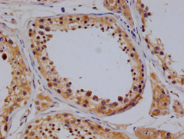 IHC image of CSB-RA932866A0HU diluted at 1:100 and staining in paraffin-embedded human testis tissue performed on a Leica BondTM system. After dewaxing and hydration, antigen retrieval was mediated by high pressure in a citrate buffer (pH 6.0) . Section was blocked with 10% normal goat serum 30min at RT. Then primary antibody (1% BSA) was incubated at 4°C overnight. The primary is detected by a Goat anti-rabbit polymer IgG labeled by HRP and visualized using 0.05% DAB.