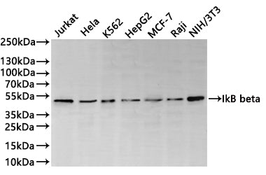 Western Blot
Positive WB detected in: Jurkat whole cell lysate(30µg) , Hela whole cell lysate(30µg) , K562 whole cell lysate(30µg) , HepG2 whole cell lysate(30µg) , MCF-7 whole cell lysate(30µg) , Raji whole cell lysate(30µg) , NIH/3T3 whole cell lysate(30µg) 
All lanes: IkB beta antibody at 1:1000
Secondary
Goat polyclonal to rabbit IgG at 1/40000 dilution
Predicted band size: 38 kDa
Observed band size: 48 kDa
Exposure time：1min