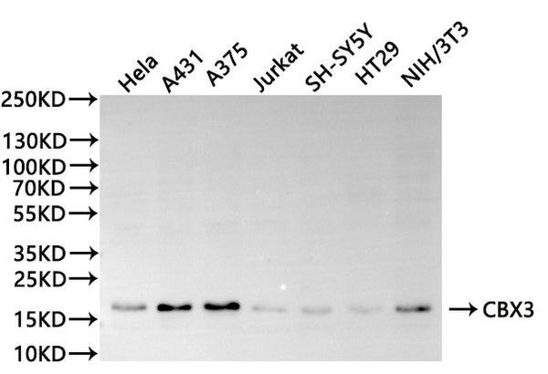 Western Blot
Positive WB detected in: Hela whole cell lysate(30µg), A431 whole cell lysate(30µg), A375 whole cell lysate(30µg), Jurkat whole cell lysate(30µg), SH-SY5Y whole cell lysate(30µg), HT-29 whole cell lysate(30µg), NIH/3T3 whole cell lysate(30µg)
All lanes: CBX3 antibody at 1:1000
Secondary
Goat polyclonal to rabbit IgG at 1/40000 dilution
Predicted band size: 24 kDa
Observed band size: 21 kDa
Exposure time：2min40s