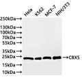 Western Blot
Positive WB detected in: Hela whole cell lysate(30µg) , K562 whole cell lysate(30µg) , MCF-7 whole cell lysate(30µg) , NIH/3T3 whole cell lysate(30µg) 
All lanes: CBX5 antibody at 1:1000
Secondary
Goat polyclonal to rabbit IgG at 1/40000 dilution
Predicted band size: 22 kDa
Observed band size: 22 kDa
Exposure time：2min