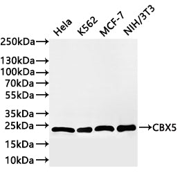 Western Blot
Positive WB detected in: Hela whole cell lysate(30µg) , K562 whole cell lysate(30µg) , MCF-7 whole cell lysate(30µg) , NIH/3T3 whole cell lysate(30µg) 
All lanes: CBX5 antibody at 1:1000
Secondary
Goat polyclonal to rabbit IgG at 1/40000 dilution
Predicted band size: 22 kDa
Observed band size: 22 kDa
Exposure time：2min