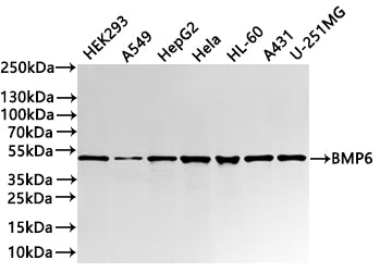 Western Blot
Positive WB detected in: HEK293 whole cell lysate(30µg) , A549 whole cell lysate(30µg) , HepG2 whole cell lysate(30µg) , Hela whole cell lysate(30µg) , HL-60 whole cell lysate(30µg) , A431 whole cell lysate(30µg) , U-251MG whole cell lysate(30µg) 
All lanes: BMP6 antibody at 1:1000
Secondary
Goat polyclonal to rabbit IgG at 1/40000 dilution
Predicted band size: 57 kDa
Observed band size: 52 kDa
Exposure time：1min20s