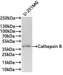 Western Blot
Positive WB detected in: U-251MG whole cell lysate(30µg) 
All lanes: Cathepsin B antibody at 1:1000
Secondary
Goat polyclonal to rabbit IgG at 1/40000 dilution
Predicted band size: 38 kDa
Observed band size: 38 kDa
Exposure time：2min