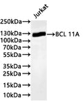 Western Blot
Positive WB detected in: Jurkat whole cell lysate(30µg) 
All lanes: BCL 11A antibody at 1:1000
Secondary
Goat polyclonal to rabbit IgG at 1/40000 dilution
Predicted band size: 91 kDa
Observed band size: 125 kDa
Exposure time：1min