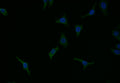 Immunofluorescence staining of HepG2 with CSB-RA940979A0HU at 1:7, counter-stained with DAPI. The cells were fixed in 4% formaldehyde and blocked in 10% normal Goat Serum. The cells were then incubated with the antibody overnight at 4°C. The secondary antibody was Alexa Fluor 525-congugated AffiniPure Goat Anti-Rabbit IgG(H+L) .