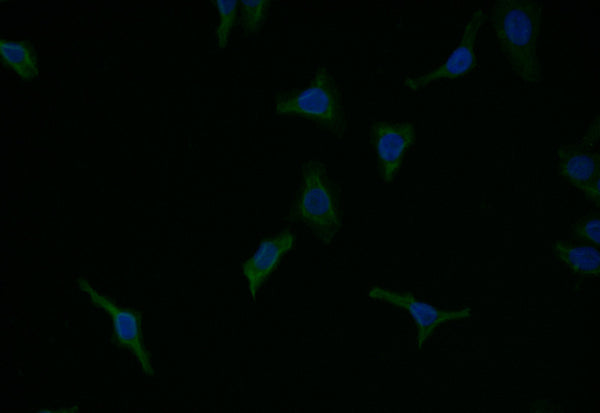Immunofluorescence staining of HepG2 with CSB-RA940979A0HU at 1:7, counter-stained with DAPI. The cells were fixed in 4% formaldehyde and blocked in 10% normal Goat Serum. The cells were then incubated with the antibody overnight at 4°C. The secondary antibody was Alexa Fluor 525-congugated AffiniPure Goat Anti-Rabbit IgG(H+L) .