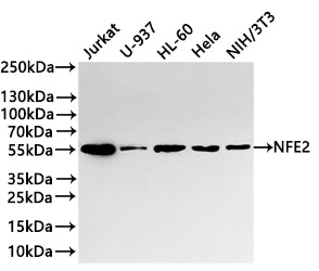 Western Blot
Positive WB detected in: Jurkat whole cell lysate(30µg) , U-937 whole cell lysate(30µg) , HL-60 whole cell lysate(30µg) , Hela whole cell lysate(30µg) , NIH/3T3 whole cell lysate(30µg) 
All lanes: NFE2 antibody at 1:1000
Secondary
Goat polyclonal to rabbit IgG at 1/40000 dilution
Predicted band size: 41 kDa
Observed band size: 50 kDa
Exposure time：3min