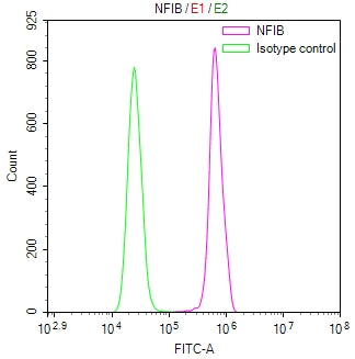 Overlay Peak curve showing Hela cells stained with CSB-RA942870A0HU (red line) at 1:100. The cells were fixed in 4% formaldehyde and permeated by 0.2% TritonX-100 for 10min. Then 10% normal goat serum to block non-specific protein-protein interactions followed by the antibody (1ug/1*10 6 cells) for 45min at 4℃.