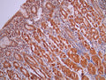 IHC image of CSB-RA943053A0HU diluted at 1:100 and staining in paraffin-embedded human stomach tissue performed on a Leica BondTM system. After dewaxing and hydration, antigen retrieval was mediated by high pressure in a citrate buffer (pH 6.0). Section was blocked with 10% normal goat serum 30min at RT. Then primary antibody (1% BSA) was incubated at 4°C overnight. The primary is detected by a Goat anti-rabbit polymer IgG labeled by HRP and visualized using 0.05% DAB.