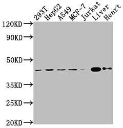 Western Blot
Positive WB detected in: 293T whole cell lysate, HepG2 whole cell lysate, A549 whole cell lysate, MCF-7 whole cell lysate, Jurkat whole cell lysate, Mouse liver tissue, Mouse heart tissue
All lanes: AGTR2 antibody at 1:2000
Secondary
Goat polyclonal to rabbit IgG at 1/50000 dilution
Predicted band size: 42 kDa
Observed band size: 42 kDa