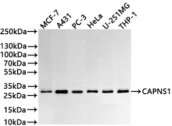Western Blot
Positive WB detected in: MCF-7 whole cell lysate(30µg) , A431 whole cell lysate(30µg) , PC-3 whole cell lysate(30µg) , HeLa whole cell lysate(30µg) , U-251MG whole cell lysate(30µg) , THP-1 whole cell lysate(30µg) 
All lanes: CAPNS1 antibody at 1:1000
Secondary
Goat polyclonal to rabbit IgG at 1/40000 dilution
Predicted band size: 28 kDa
Observed band size: 28 kDa
Exposure time：2min
