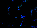 Immunofluorescence staining of HepG2 cell with CSB-RA947248A0HU at 1:50, counter-stained with DAPI. The cells were fixed in 4% formaldehyde, permeabilized using 0.2% Triton X-100 and blocked in 10% normal Goat Serum. The cells were then incubated with the antibody overnight at 4°C. The secondary antibody was Alexa Fluor 488-congugated AffiniPure Goat Anti-Rabbit IgG(H+L) .