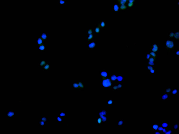 Immunofluorescence staining of HepG2 cell with CSB-RA947248A0HU at 1:50, counter-stained with DAPI. The cells were fixed in 4% formaldehyde, permeabilized using 0.2% Triton X-100 and blocked in 10% normal Goat Serum. The cells were then incubated with the antibody overnight at 4°C. The secondary antibody was Alexa Fluor 488-congugated AffiniPure Goat Anti-Rabbit IgG(H+L) .