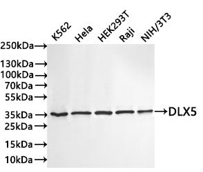 Western Blot
Positive WB detected in: K562 whole cell lysate(30µg) , Hela whole cell lysate(30µg) , HEK293T whole cell lysate(30µg) , Raji whole cell lysate(30µg) , NIH/3T3 whole cell lysate(30µg) 
All lanes: DLX5 antibody at 1:1000
Secondary
Goat polyclonal to rabbit IgG at 1/40000 dilution
Predicted band size: 32 kDa
Observed band size: 35 kDa
Exposure time：2min