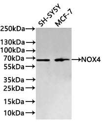 Western Blot
Positive WB detected in:  SH-SY5Y whole cell lysate(30µg) , MCF-7 whole cell lysate(30µg) 
All lanes: NOX4  antibody at 1:1000
Secondary
Goat polyclonal to rabbit IgG at 1/40000 dilution
Predicted band size: 67 kDa
Observed band size: 67 kDa
Exposure time：2min40s