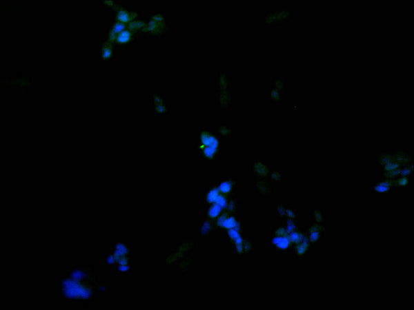 Immunofluorescence staining of SH-SY5Y cell with CSB-RA949103A0HU at 1:50, counter-stained with DAPI. The cells were fixed in 4% formaldehyde, permeabilized using 0.2% Triton X-100 and blocked in 10% normal Goat Serum. The cells were then incubated with the antibody overnight at 4°C. The secondary antibody was Alexa Fluor 488-congugated AffiniPure Goat Anti-Rabbit IgG(H+L) .