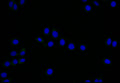 Immunofluorescence staining of HepG2 with CSB-RA949150A0HU at 1:25, counter-stained with DAPI. The cells were fixed in 4% formaldehyde and blocked in 10% normal Goat Serum. The cells were then incubated with the antibody overnight at 4°C. The secondary antibody was Alexa Fluor 505-congugated AffiniPure Goat Anti-Rabbit IgG(H+L) .
